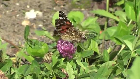 蝴蝶范妮丝卡迪视频的预览图
