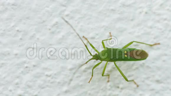 绿盾虫上墙特写昆虫视频的预览图
