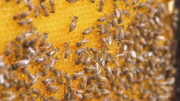 蜜蜂在蜂巢上的特写选择性聚焦慢动作视频蜜蜂与蜂蜜生活方式和蜜蜂视频的预览图