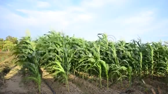 玉米种植园叶片随风运动视频的预览图