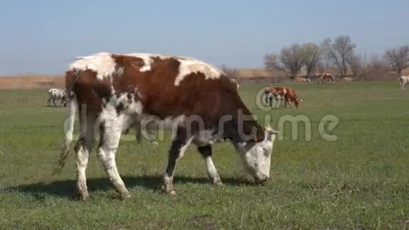 奶牛在绿色的草地上视频的预览图