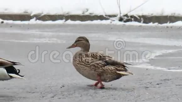 鸭子在雪地下在路上奔跑埃卡特林布尔视频的预览图