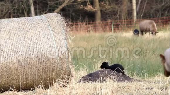 冬天的绵羊和羊羔视频的预览图