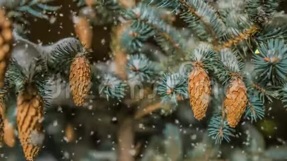 冬雪林中的软雪傍晚的冬景雪中的云杉枝视频循环视频的预览图