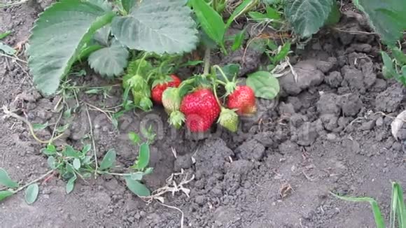 在花园里摘草莓视频的预览图