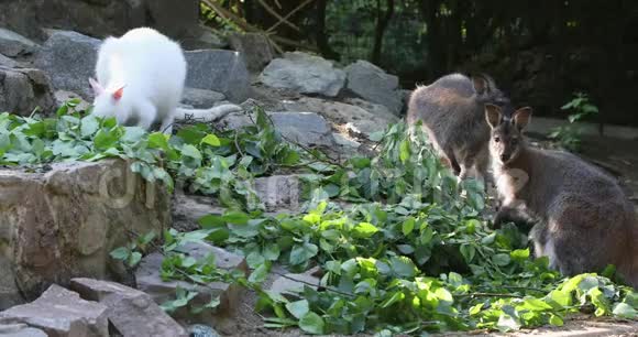 一只红颈华拉比白色白化母犬的特写镜头视频的预览图