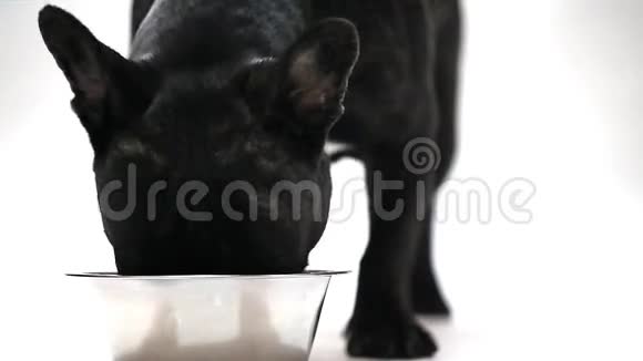 狗种法国斗牛犬吃视频的预览图