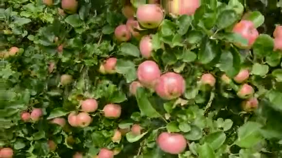 枝上苹果和夏风视频的预览图
