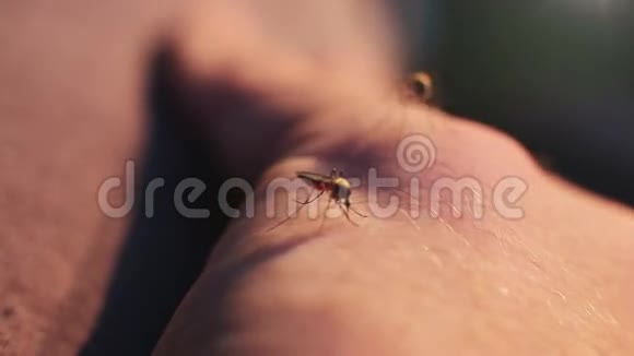 一只蚊子在人体上的血视频的预览图