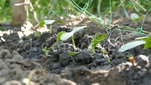 黄瓜发芽浇水特写镜头掉落在植物上农业和农业视频的预览图