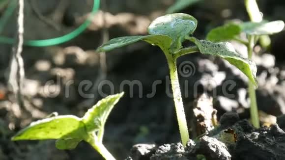 黄瓜发芽浇水特写镜头掉落在植物上农业和农业视频的预览图