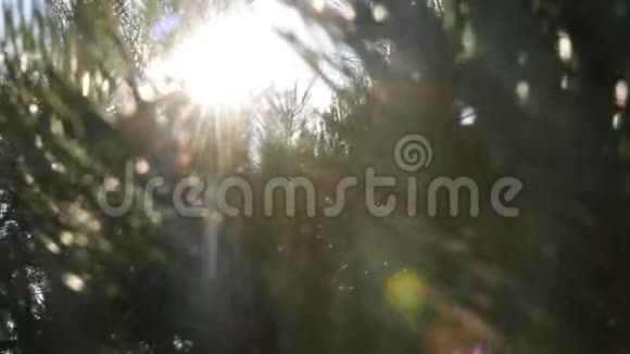 松树和阳光下森林中的乡村别墅视频的预览图