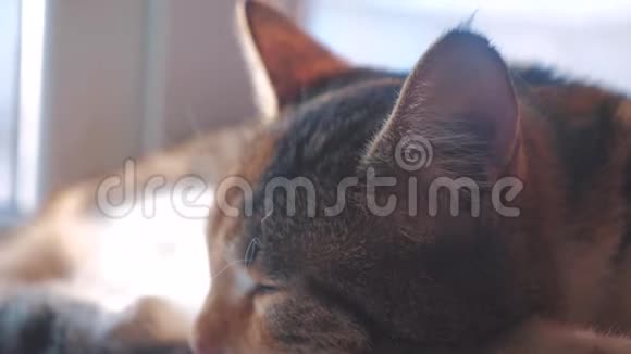 猫纹三色睡眠概念猫睡在窗台上阳光和窗户是一种视频的预览图