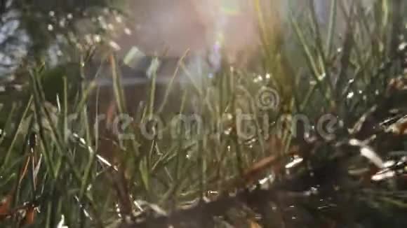 松树和阳光下森林中的乡村别墅视频的预览图