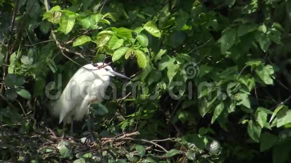 小白鹭照顾树上的巢视频的预览图