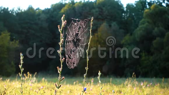 晨露在蜘蛛网上草地在森林里视频的预览图