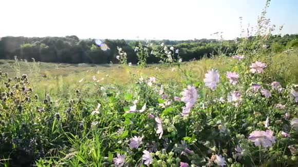 草甸淡紫色在田野的微风中视频的预览图