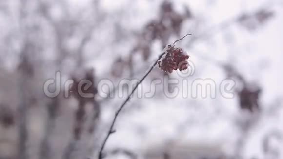 在树枝上撒满雪的红色振动浆果视频的预览图