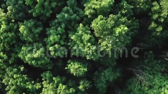 夏绿林视频的预览图