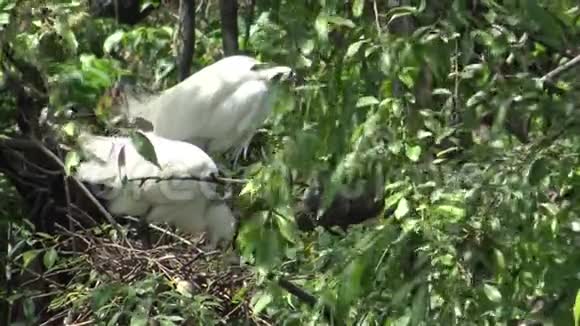 小白鹭照顾树上的巢视频的预览图
