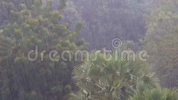 丛林中的热带风暴背景是绿林与棕榈树视频的预览图