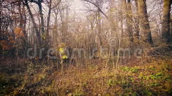 森林背景中的秋树多情视频的预览图
