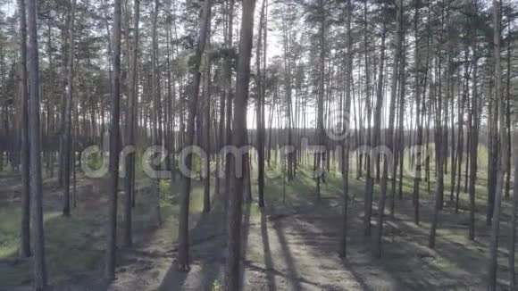 在松林中的树干上低空飞行视频的预览图