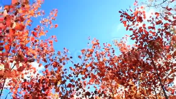 秋天的红叶视频的预览图