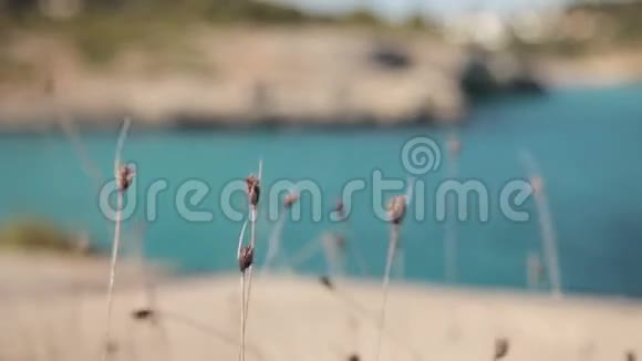 生长在卡拉门迪亚海岸的草本植物马略卡视频的预览图