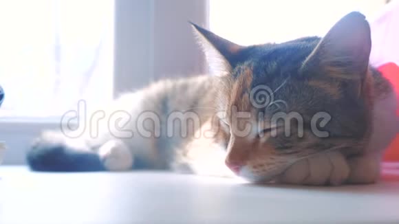 猫纹三色睡眠概念猫睡在生活方式上窗台上阳光和窗户是视频的预览图
