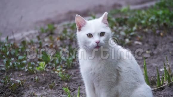 城市公园地上的无家可归的白猫慢动作视频的预览图