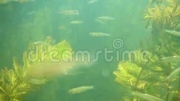 水下河流景观与藻类和小鱼视频的预览图