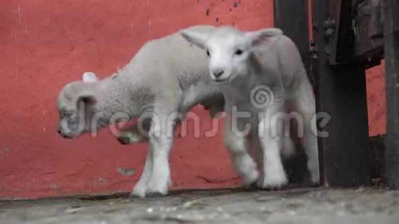 羔羊婴儿羊牲畜农场动物视频的预览图