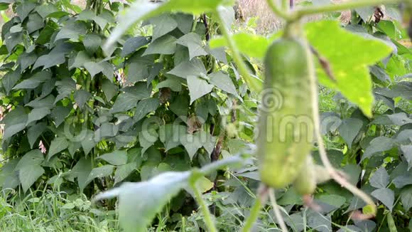 有机绿色黄瓜豆种植农业农村园视频的预览图