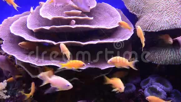 热带金鱼在以色列Eilat珊瑚中游泳视频的预览图
