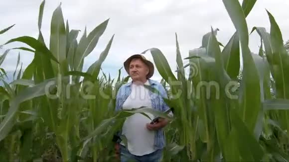 成年农民在玉米地里拿着药片检查庄稼农学家用平板电脑实地考察玉米植株视频的预览图