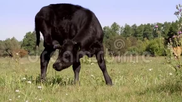 近在草甸在农场大黑系种公牛正在放牧夏天温暖的一天肉类生产用牛视频的预览图