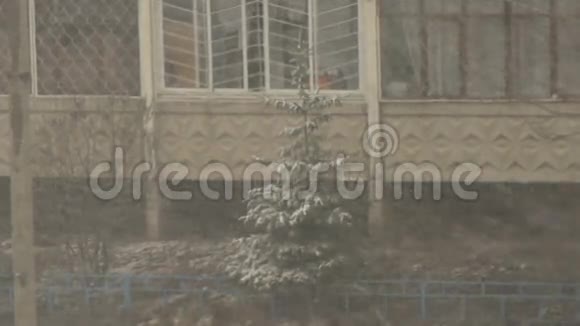 云杉矗立在大雪纷飞的院子里视频的预览图