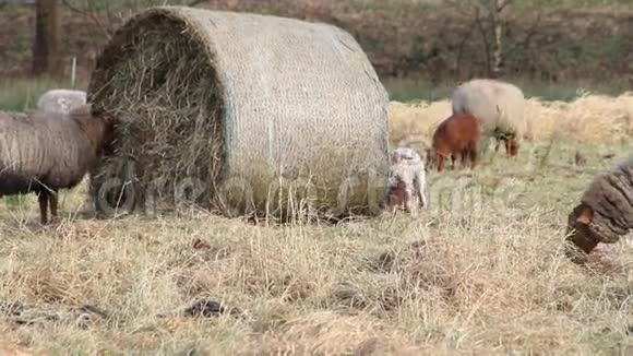 绵羊和羔羊在外面的冬季放牧干草视频的预览图