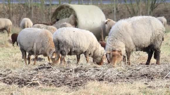 绵羊和羔羊在外面的冬季放牧干草视频的预览图