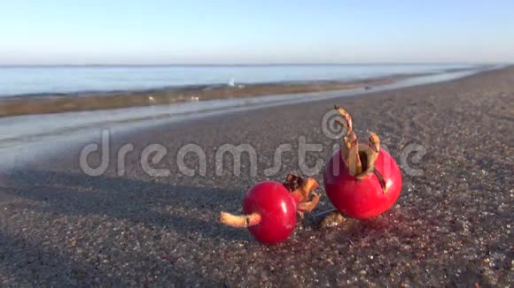 秋海滩上的红色成熟的玫瑰花果实果视频的预览图