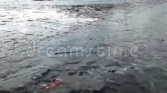 十二月池塘里的冰和水视频的预览图