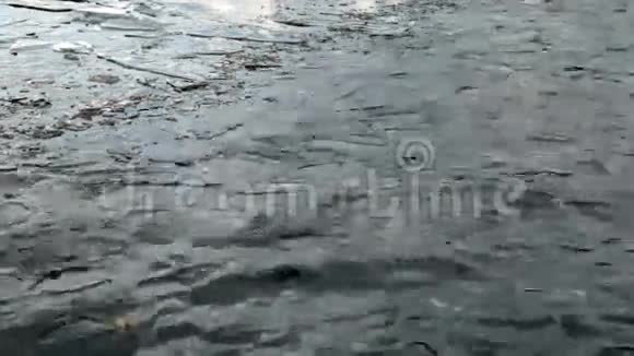十二月池塘里的冰和水视频的预览图