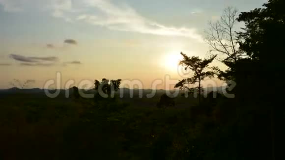 傍晚时分在乔查茂雷昂的橡胶树种植园夕阳西下的天空树的轮廓视频的预览图