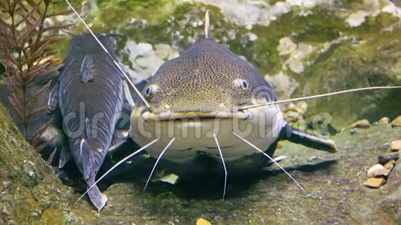 热带大红尾鱼在它们的自然栖息地视频的预览图
