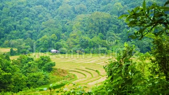 树林里的稻田泰国清迈视频的预览图