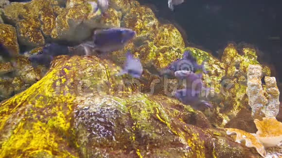 一群蓝色的鱼在岩石附近的水下视频的预览图