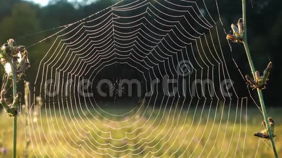 蜘蛛网上晨露的特写视频的预览图