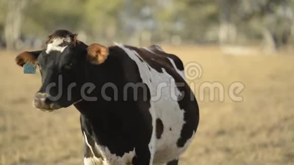 农村的牛视频的预览图