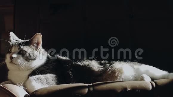 猫躺在沙发上失去了他的双腿当有人来翻转它的时候视频的预览图